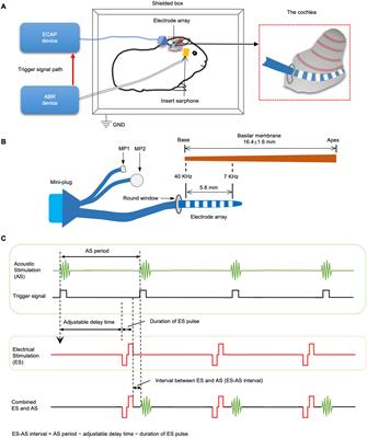 Forward Electric Stimulation-Induced Interference in Intracochlear Electrocochleography of Acoustic Stimulation in the Cochlea of Guinea Pigs